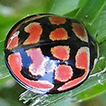 Cheilomenes lunata lunata